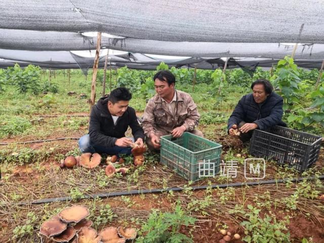 土桥村委会最新领导团队，引领村庄走向新篇章